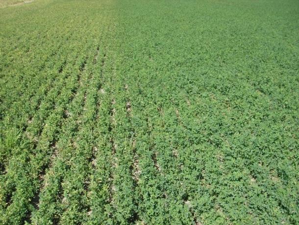 Figure 6 – Untreated (left) versus insecticide applied (right) on 2nd-cut regrowth. (Photo credit – Paul Sullivan, Kinburn)